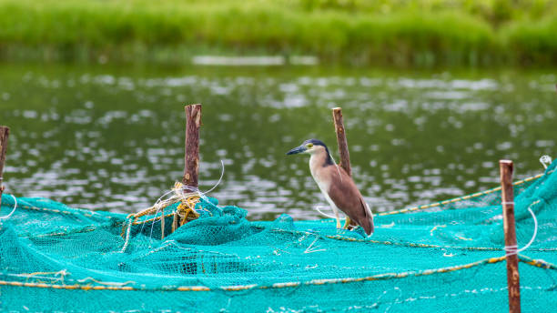 魚網上のルフォスナイトヘロン - heron night heron island water ストックフォトと画像