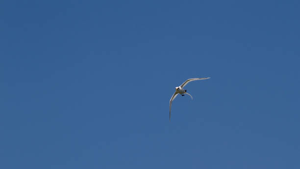 istock White-tailed tropicbird Phaethon lepturus bird in flight 1160667175
