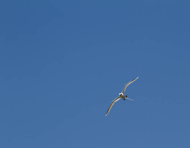 istock White-tailed tropicbird Phaethon lepturus bird in flight 1160667185
