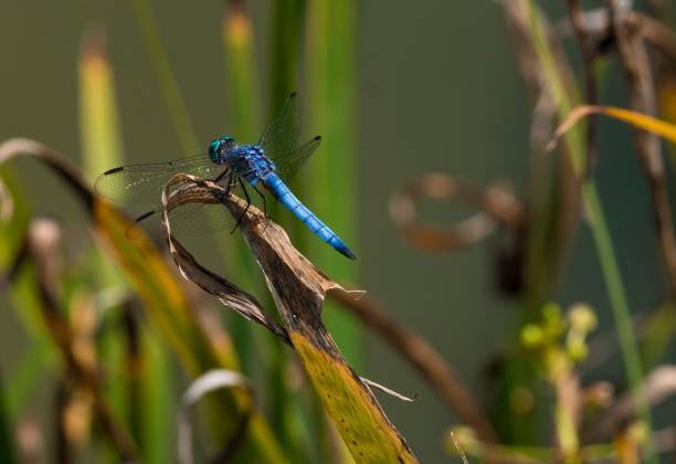 istock outdoor macro blue dragonfly landed on plant 1160668068