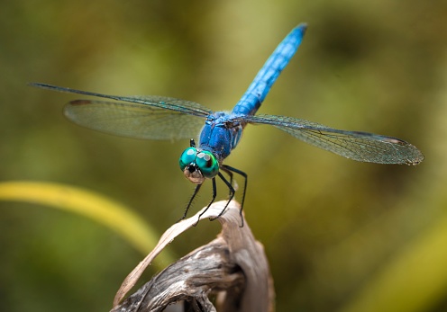 This epic macro image capture shows a beautiful blue dragonfly sitting on a plant, extremely close up and detailed.