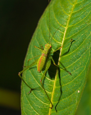 This epic macro image shows an interesting looking, young green cricket nymph insect bug on a green leaf.