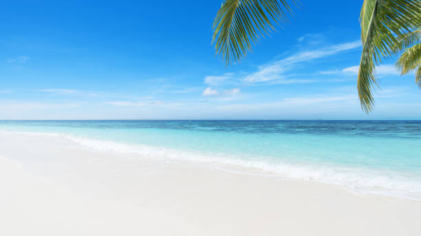 bellissimo paesaggio balneare tropicale - coastline branch day summer foto e immagini stock