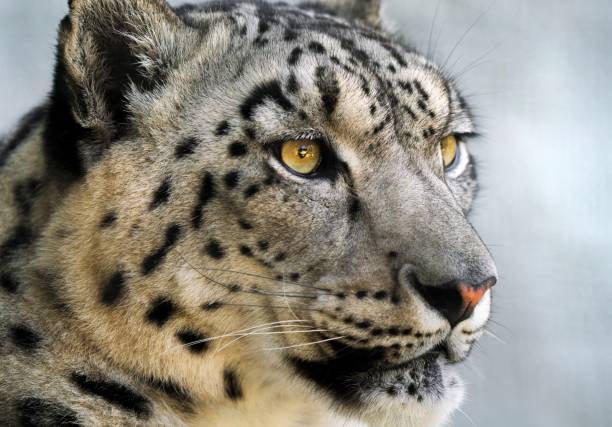 nahaufnahme schneeleopard porträt - anticipation outdoors close up nobody stock-fotos und bilder
