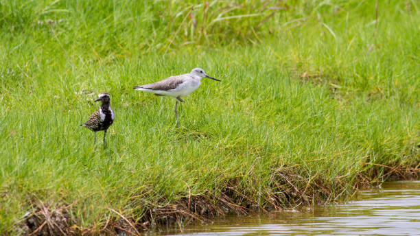 istock Marsh sandpiper young and adult birds 1160670225