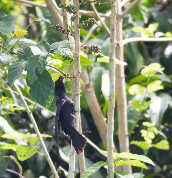Micronesian starling feeding on fruits in Palau