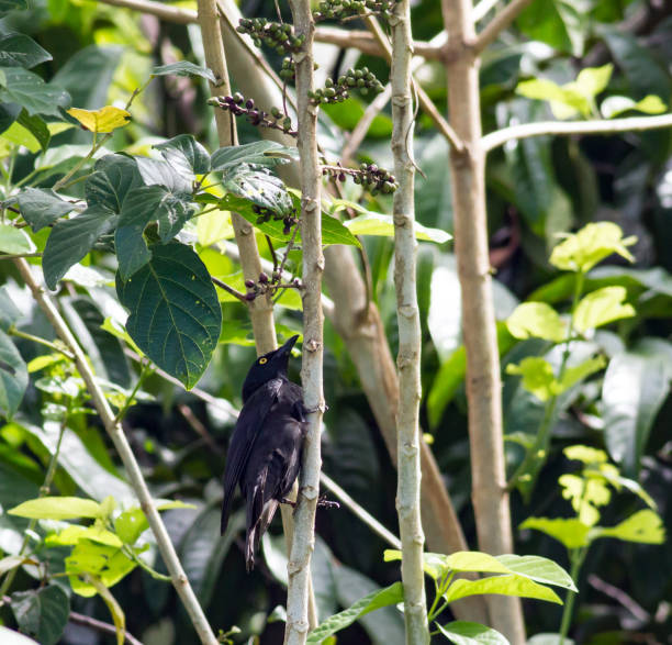 istock Micronesian starling feeding on fruits in Palau 1160670291