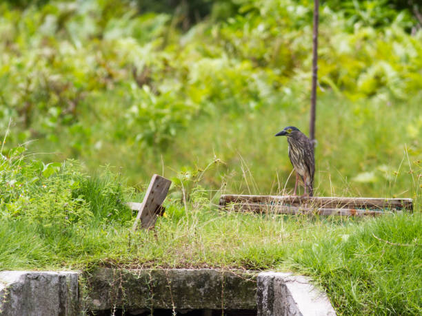 魚池堤門の上のルフォスナイトヘロン - heron night heron island water ストックフォトと画像