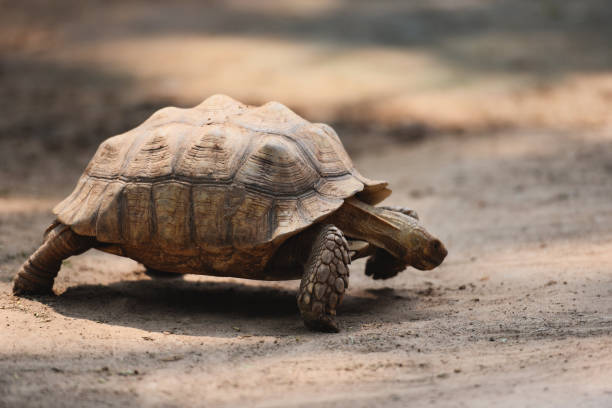 istock African spurred tortoise / Close up turtle walking 1160671121