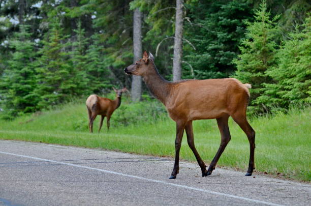 istock Doe Elk in meadow, Prince Albert National Park 1160671162