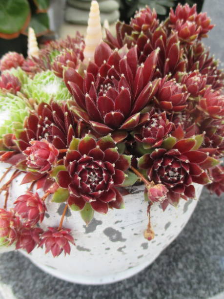 istock Potted Succulents  Outdoor Decoration 1160671980