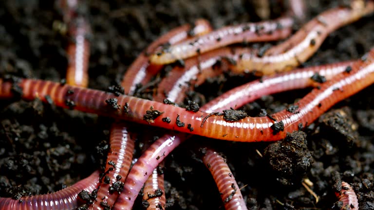 Macro shot of worms and larvae that move in the fertile soil, are used to fertilize the soil and make it good for crops. animals used as bait in fishing to catch fish.