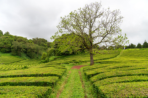 The Azores - rural plantation farm scene