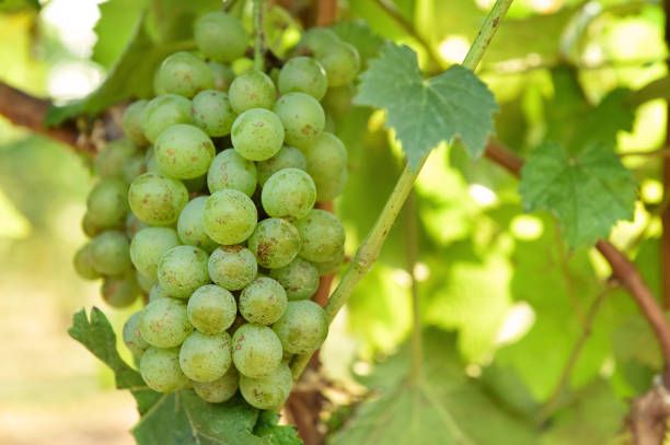 istock Vine and bunch of white grapes 1160675172