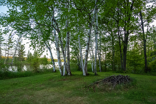 Birch trees and wood pile in a boreal Northwoods forest on the short of the Chippewa Flowage in Hayward, WI