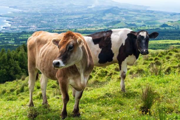 istock The Azores - cows in nature 1160679863