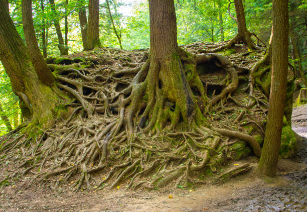 istock Many tree roots entangled and mounded together in an amazing way 1160680236