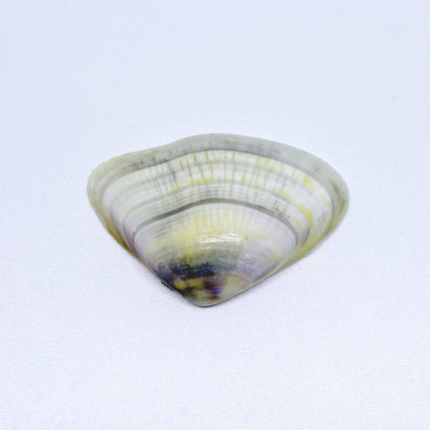 istock Detail of a shells found on the beach 1160681580