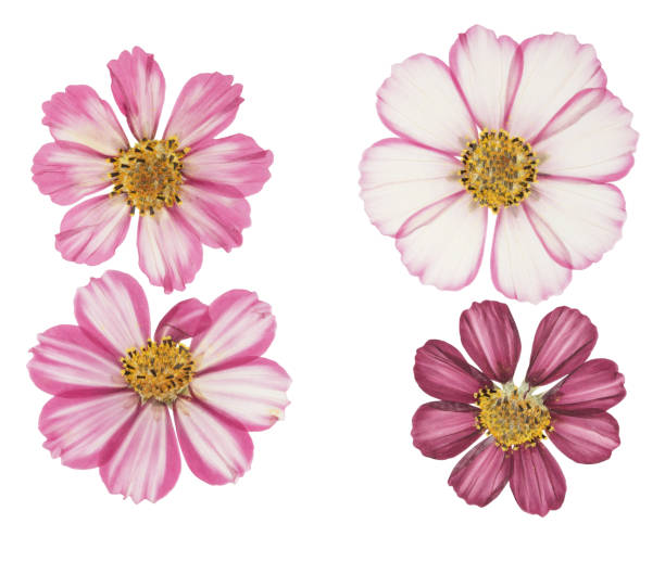 istock Pressed and dried flower cosmos, isolated on white 1160682580