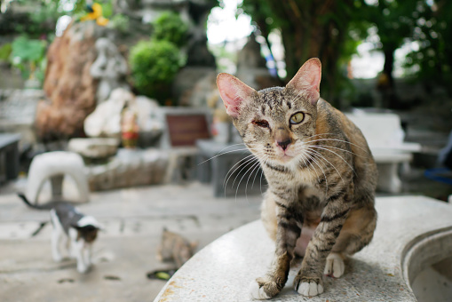 Visually impaired stray cat sitting on outdoor marble bench