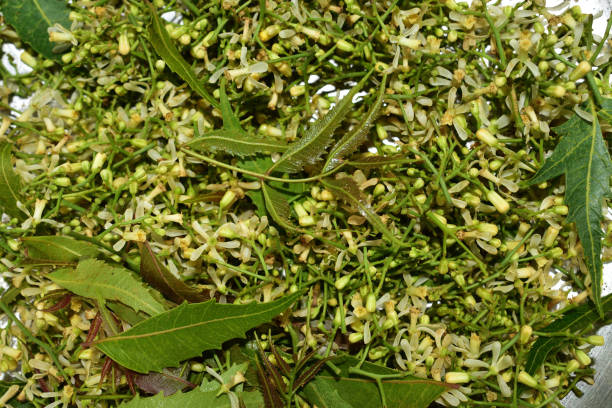 istock Medicinal neem leaves and flower over white background 1160685446