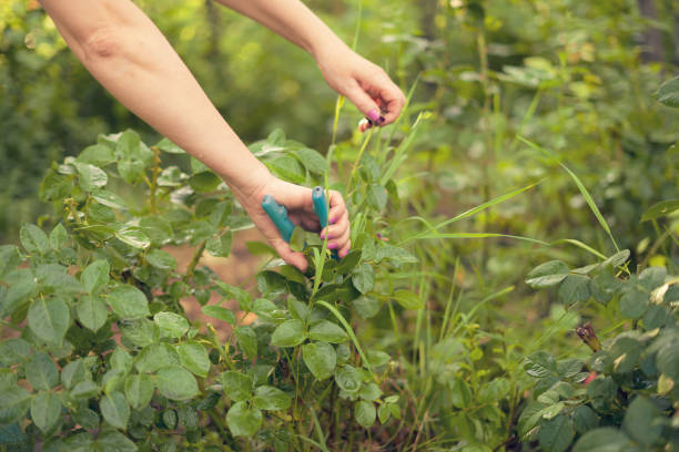 istock greenhouse worker cuts flowers plants with scissors 1160686969