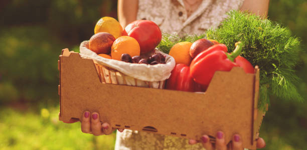 adult woman holding a crate with fresh new season harvest in the garden - tomato women green market imagens e fotografias de stock