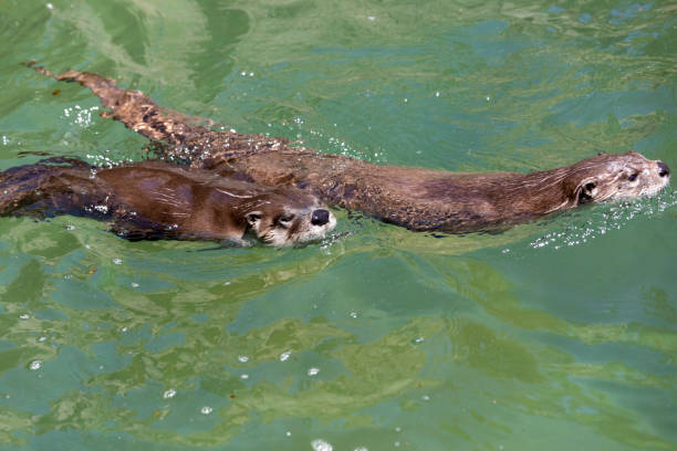 istock otter an aquatic mammal 1160687019