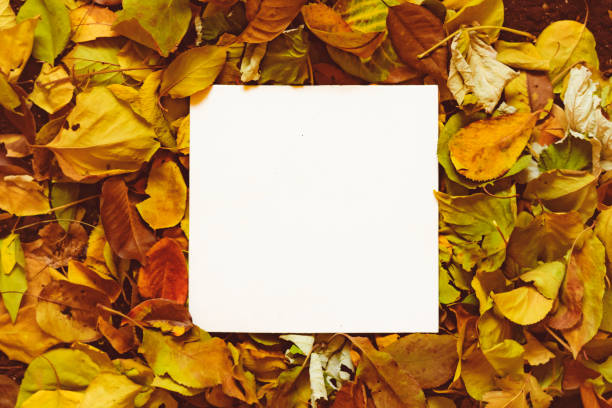 istock a copy space mockup design with autumn leaves for your text 1160687176