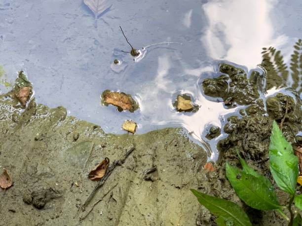 istock Reflection of leaves in a river 1160688934