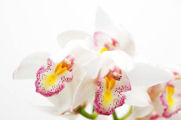 istock colorful cymbidium flower with white background. 1160689778