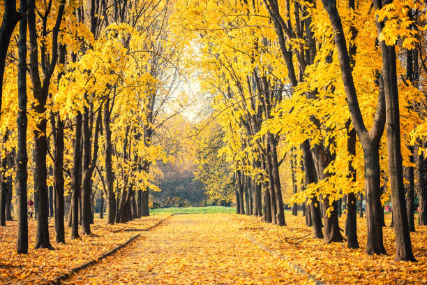 istock Alley in vibrant autumn park 1160690642