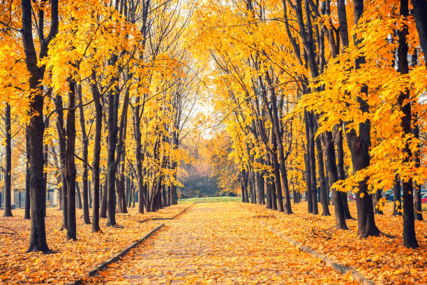 istock Alley in vibrant autumn park 1160690643