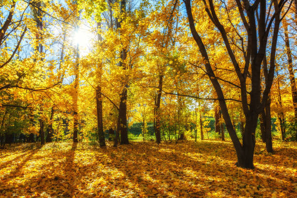 istock Sunny autumn in the park 1160690645