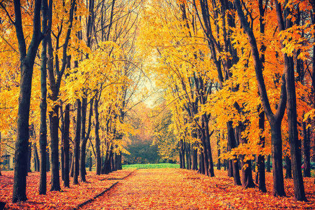 istock Alley in vibrant autumn park 1160690646