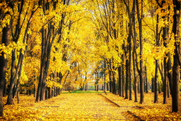 istock Alley in vibrant autumn park 1160690648