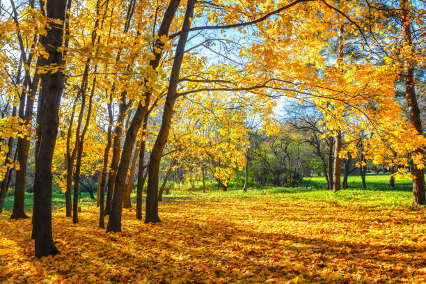 istock Sunny autumn in the park 1160690649