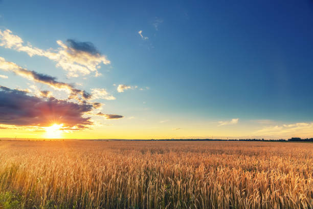 istock Sunset above the wheat field 1160690660