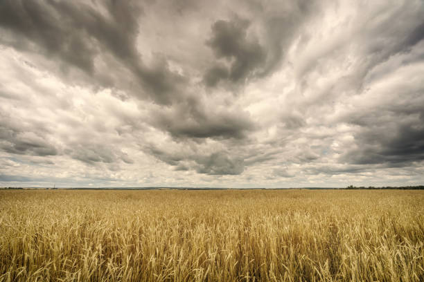 istock Clouds above the wheat field at summer day 1160690670
