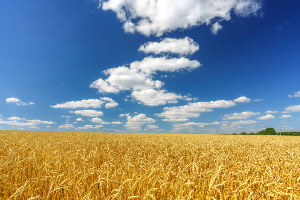 istock Golden wheat field over blue sky at sunny day. 1160690678