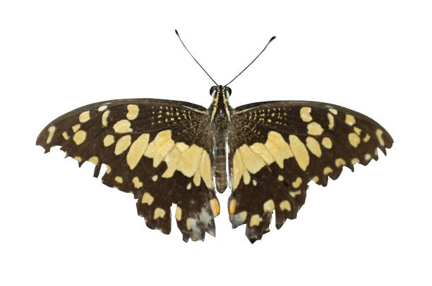 istock Lime butterfly or Lemon butterfly 1160690786