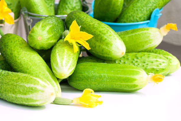 raccolta di cetrioli freschi verdi - clipping path harvesting freshness obsessive foto e immagini stock