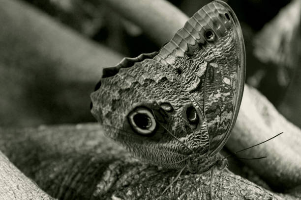istock Giant Owl butterfly 1160692674