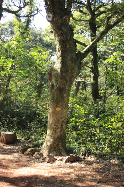 istock Visa Forest, Forest, Promenade, Pitonchid, 1160693903
