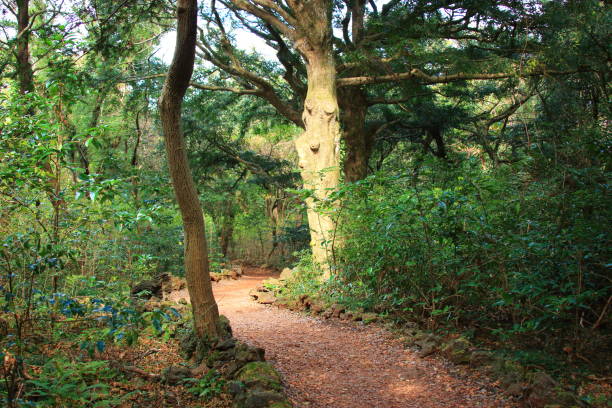 istock Visa Forest, Forest, Promenade, Pitonchid, 1160693925