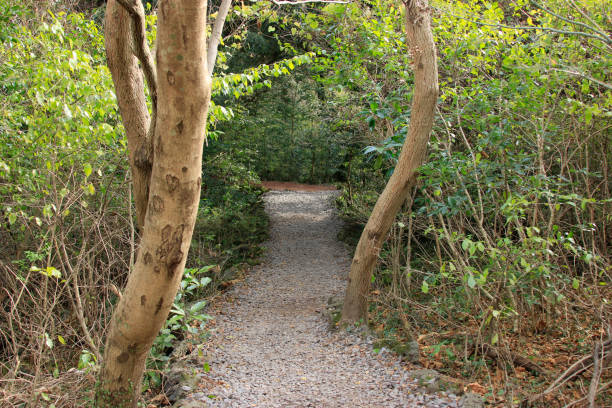 istock Visa Forest, Forest, Promenade, Pitonchid, 1160694042