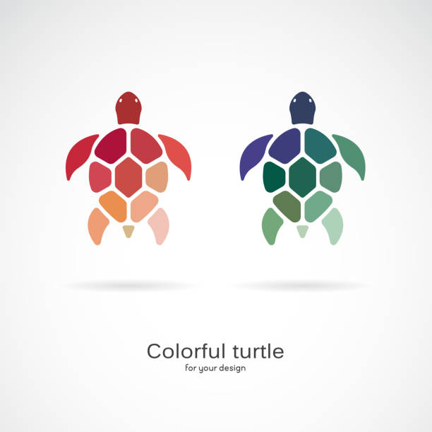 흰색 배경에 두 개의 화려한 거북이의 벡터입니다. 야생 동물. 수중 동물입니다. 거북이 아이콘 또는 로고. 쉽게 편집 할 수 레이어 벡터 일러스트레이션. - shell stock illustrations