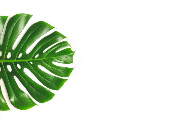 istock Real monstera leaves on white background. 1160695527