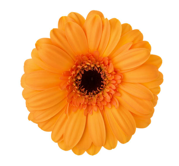 flor de gerbera de color naranja aislada sobre fondo blanco. - isolated on white blossom vibrant color close up fotografías e imágenes de stock