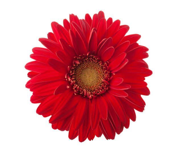 istock Bright red Gerbera flower isolated on white background. 1160696625